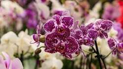 Beautiful phalaenopsis orchids in the greenhouse	
