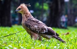 Legge's Hawk Eagle Viet Nam