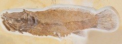 Fossil bowfin from the eocene period found in the Green River Formation in Wyoming