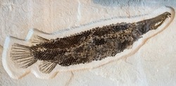 Fossil gar from the eocene period found in the Green River Formation in Wyoming