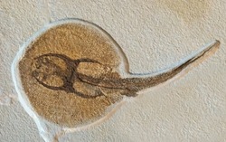 Fossil male freshwater stingray from the eocene period found in the Green River Formation in Wyoming