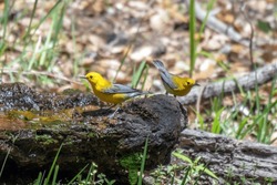 Prothonotary warblers, small yellow songbirds of the New World warbler family that live in wooded swamps in the southeastern United States