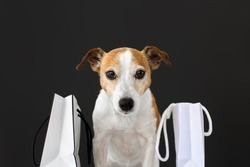Cute dog with white paper bags with purchases sits and looks at the camera on a black background. Black Friday sale