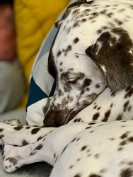 Close up image of a sleeping spotty Dalmatian dog with multicoloured cushions in the soft focus background.
