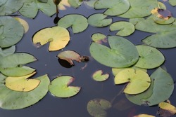 Frog in pond surrounded by lilypads