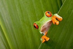 red eyed tree frog peeping curiously between green leafs in rainforest Costa Rica curious cute night animal tropical exotic amphibian
