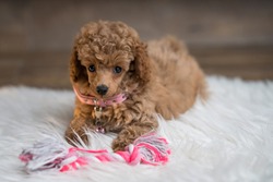 Apricot toy poodle puppy with a toy