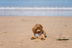 Red toy poodle puppy on a beach. 