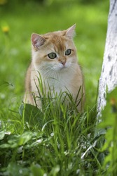 British red cat with green eyes sitting on green grass in garden in summer day