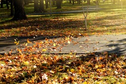 the wind picks up fallen leaves in the air