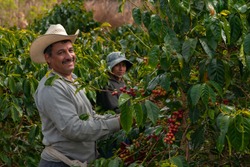 Happy farmers collecting Arabica coffee beans on the coffee tree.