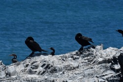 Wild Kormoran cormorant Bird Chile South America