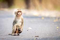 A baby monkey sits with a cheeky smile on the road.Leave space on the right side for text input.