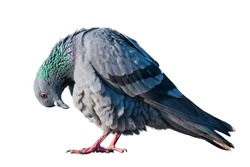 A full body of communicating pigeons on a white background.