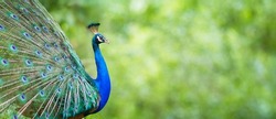 Portrait Peacock, Peafowl or Pavo cristatus, live in a forest natural park colorful spread tail-feathers gesture elegance. At Suan Phueng, Ratchaburi, Thailand. Leave space for banner text input.