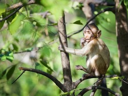 Portrait, Side view Little brown monkey or Macaca sit vacant alone on tree, it looking, hungry and enjoys eating green leaves delicious, happy in natural tropical forest park. Leave space for text