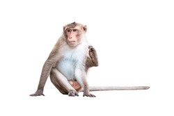 Monkey or Macaca in nature forest, sitting waiting, lonely and using legs scratch body. Relax alone on outdoor, cute, funny and happy. Isolated on white background with clipping path and transparent.