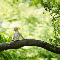 Little brown monkey in forest park sits on branch and is enjoying, lonely, absentminded and imagination in autum. At Khao Ngu Stone Park, Ratchaburi, Thailand. Leave free space for banner text input