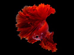Red color Siamese fighting fish(Rosetail),fighting fish,Betta splendens,on black background with clipping path,Betta Fancy Koi halfmoon Plakat
