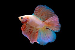 Types of betta fish - 4. Double tail Betta fish