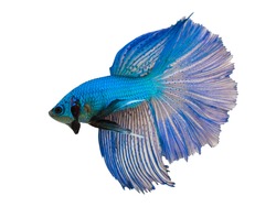 Multi color Siamese fighting fish(Rosetail-halfmoon),fighting fish,Betta splendens,on white background,Double Tails