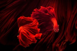 Red color Siamese fighting fish(Rosetail),fighting fish,Betta splendens,on black background,Betta Fancy Koi Half Moon Plakat