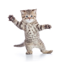 Funny kitten cat standing or dancing isolated