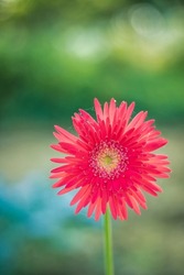 Gerbera is a genus of plants in the daisy family.Beautiful single blooming red gerbera is blooming.