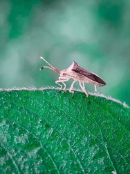 agriculture, animal, antenna, antennae, aphid, aphidoidea, arthropod, background, brown, bug, close, close-up, closeup, day, detail, eyes, forestry, gardening, green, hemiptera, heteroptera,