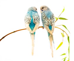 little blue wavy parrots on white background isolated