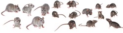 brown rat isolated on a white background - collection