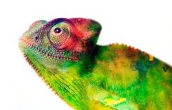 chameleon - and water colors