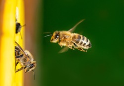 bees flying to the hive - bee breeding (Apis mellifera) 