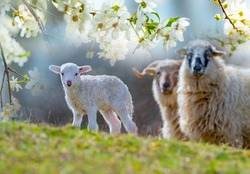 cute newborn lamb close up