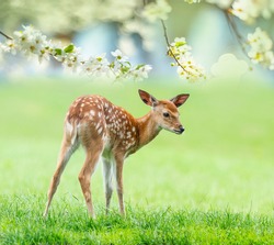 fallow deer- baby animal in spring nature