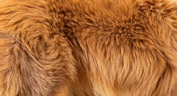 dog fur in the detail - texture