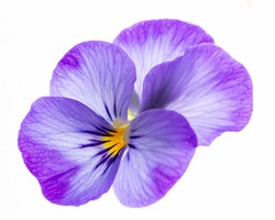pansy flower -  flower on  white background close up