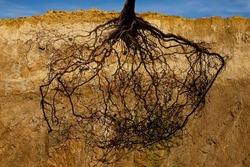 tree roots in a soil with different layers close up