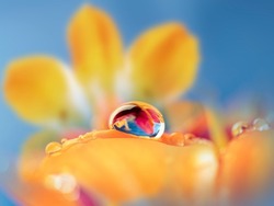 flower and rain drops - macro photography
