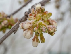 frozen cherry tree in bloom, frost in the growing season,  flowers damaged in April