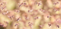 unique photo of bees in flight - bee breeding (Apis mellifera) close up