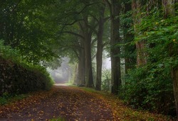 old road and big trees in fog,  mystical foggy forest