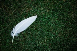 white bird feather hanging at grass blade, copy space.