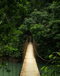 Tropical Rain Forest Jungle Bridge