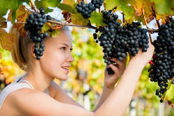 Beautiful young blonde woman harvesting grapes outdoors  in vineyard