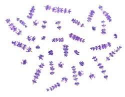 Set of lavender flowers elements. Collection of lavender flowers on a white background. Top view