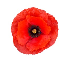 Single red  poppy isolated on white background.Top view