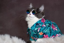 Domestic medium hair cat in Summer Tropical Flowers shirt wearing sunglasses lying and relaxing on Fur Wool Carpet. Blurred background. Relaxed domestic cat at home, indoor