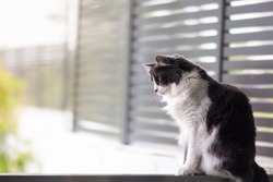 Domestic medium hair cat looking down and siting on glass balustrade balcony, Blurred background, Relaxed domestic cat at home.