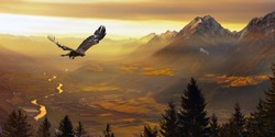 Eagle flying, Golden eagle                                       